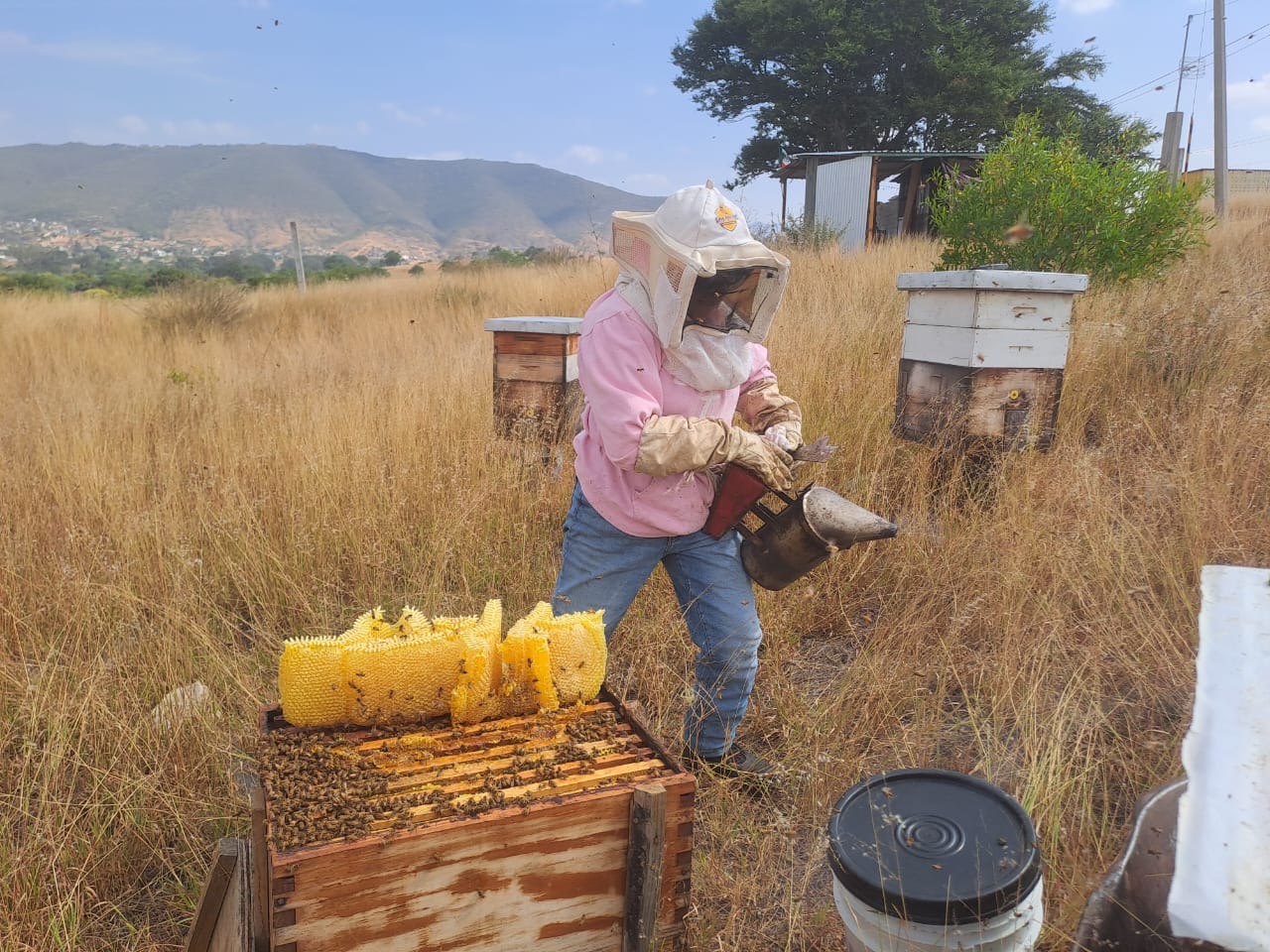 Persona trabajando con panales