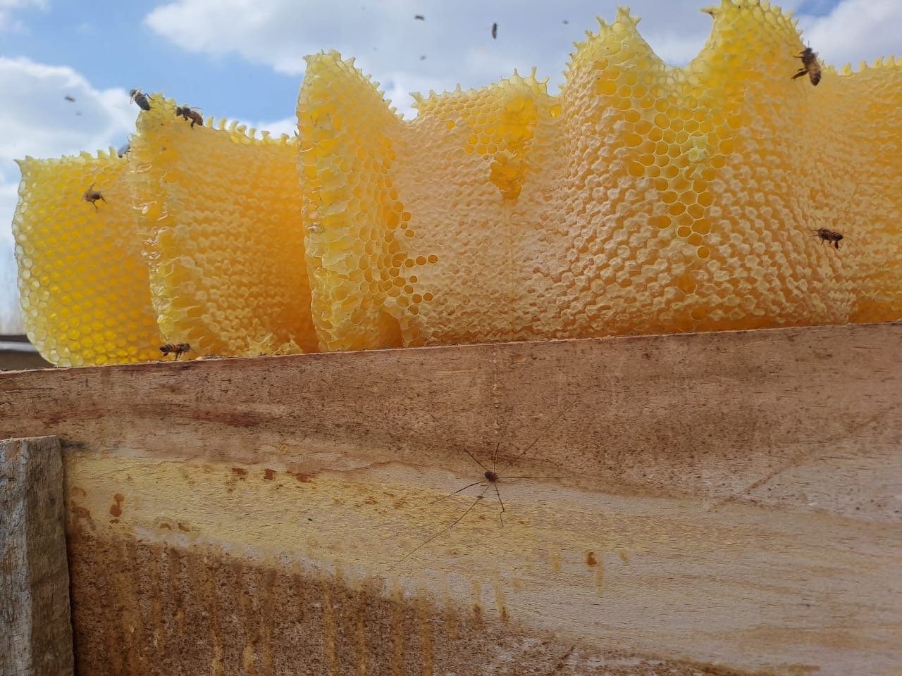 Panal natural de miel