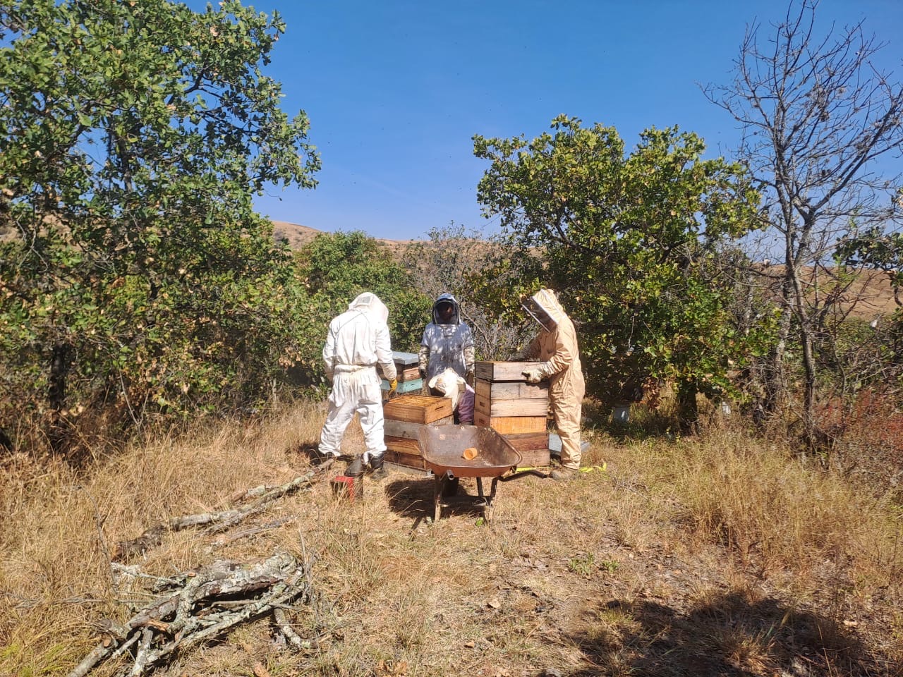 Equipo trabajando con cajas de abejas